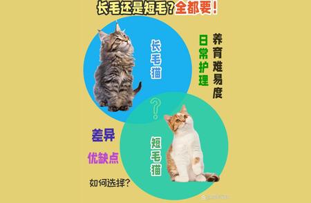 长毛猫与短毛猫的对决