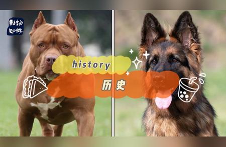 比特犬与德国牧羊犬：哪个更适合你的家庭？