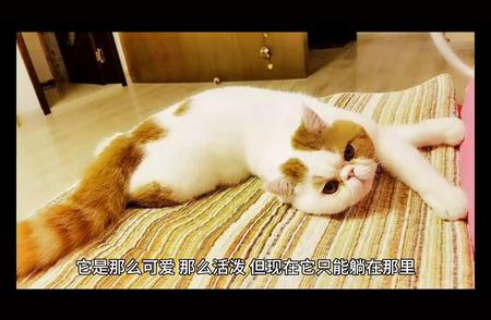 受伤的加菲猫：无助地躺在地上，痛苦地哀嚎