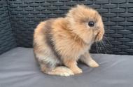 无耳宠物兔：小狮子般的独特外形
