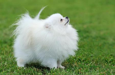 博美犬：最受欢迎的小型犬品种