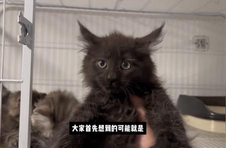 如何鉴别缅因猫的品相优劣？