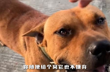 中华田园犬：老祖宗留给我们的珍贵遗产