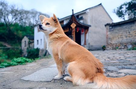 泰迪不是最易养的狗，这10种狗狗更省心！