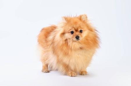 揭秘博美犬：宠物世界的迷人魅力与神秘之处