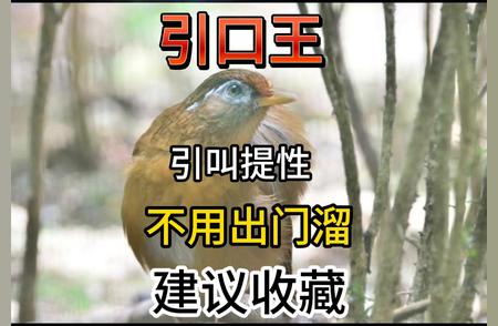 收藏推荐：画眉鸟的叫声精选合辑