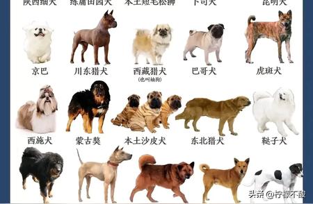 中华田园犬精选集