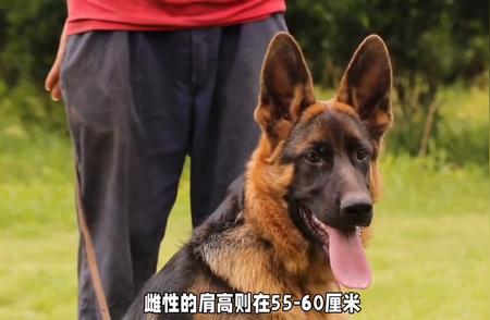 德国牧羊犬知识大全