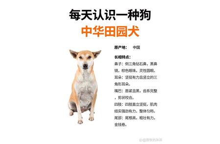 日日宠物趣：中华田园犬的故事