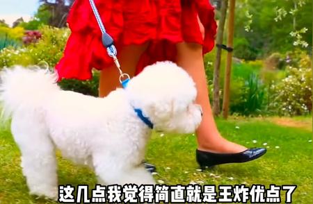 城市家庭理想宠物：比熊犬的不可替代魅力