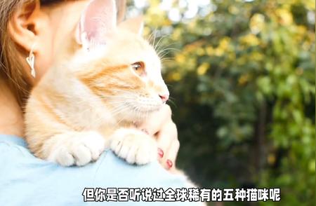 五种世界级珍稀猫种，你了解吗？快来一探究竟！#科普