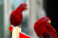 高达4000元的红色吸蜜鹦鹉：饲养简易，性格活泼