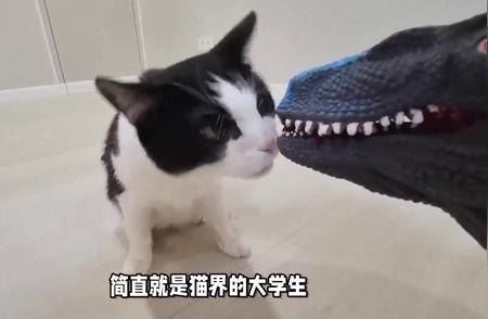 揭秘：最聪明的猫咪品种排名