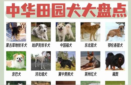 中华田园犬大全：深入了解你的“小土狗”伙伴