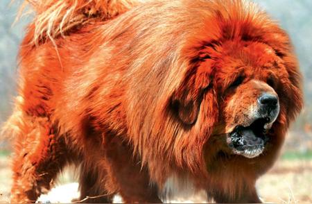 长白山狼群面临危机：重达150斤的藏獒入侵并抢夺食物！