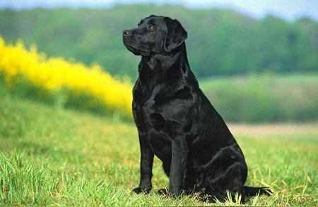 黑色拉布拉多犬为何不常见？六大理由让你深思