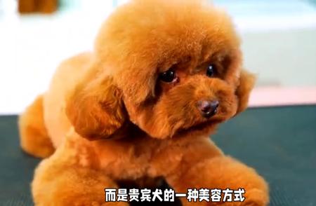 泰迪和贵宾犬：揭秘它们之间的惊人联系