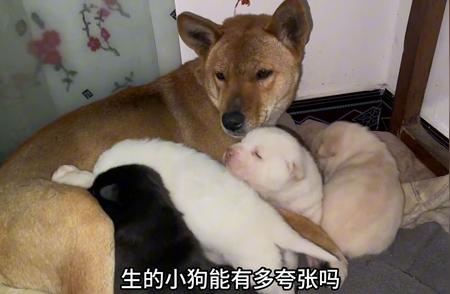 中华田园犬繁殖奇迹：多彩宝宝展现6个独特品种