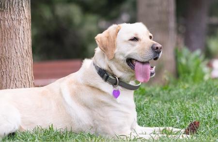 拉布拉多犬鉴赏指南：分辨纯种技巧与生活习性解析