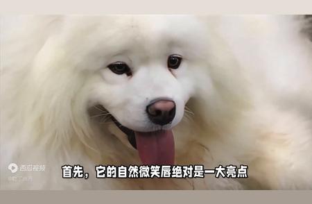 萨摩耶犬：了解你的宠物的这些特点