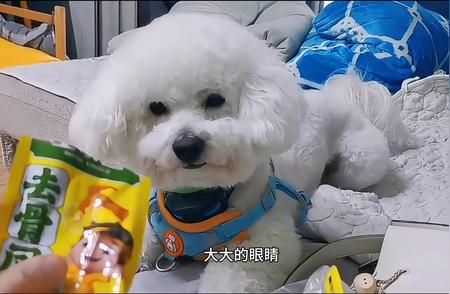 比熊嘟嘟：一只被众人宠爱的贵族犬