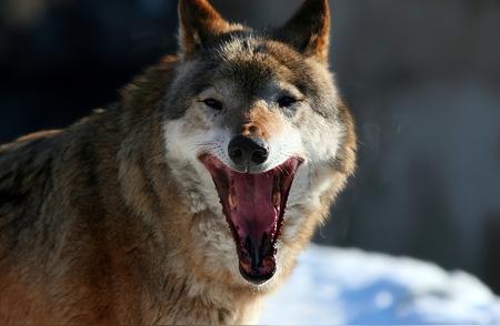 勇敢边境牧羊犬：单挑群狼保护羊群的传奇故事