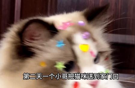 初次养猫必看：我是如何准备并选购一只布偶猫的