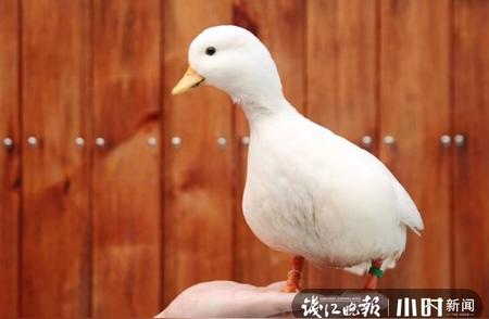 浙江东阳高价柯尔鸭成热搜话题，揭秘其孵化过程