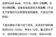 王思聪的宠物鸭引发关注：柯尔鸭品种与价格解析