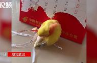 网友惊叹：鹦鹉为美颜竟将日历条当尾羽！