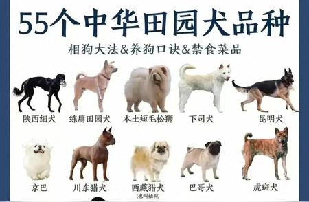中华田园犬大集合：55种品种一网打尽！
