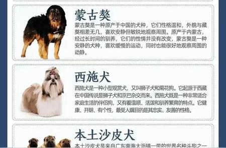 中华田园犬品种大全：55种等你发现！