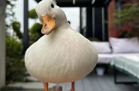 网络热议：王思聪宠物鸭遭窃，价值万元鸭子险成晚餐