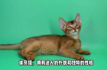 埃及猫养护指南：难易程度解析