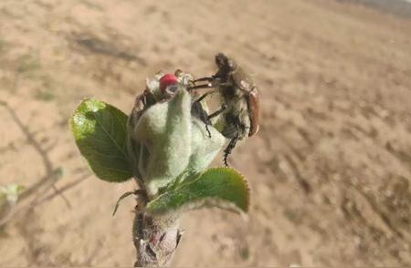 金龟子肆虐苹果园，成群结队攻击果树导致花果凋零