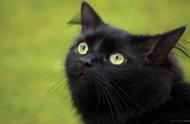 古代对玄猫态度迥异，黑猫传说究竟有无根据？