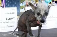 美国举办世界最丑狗比赛，中国冠毛犬意外夺冠？