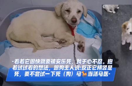 拉布拉多犬救援指南