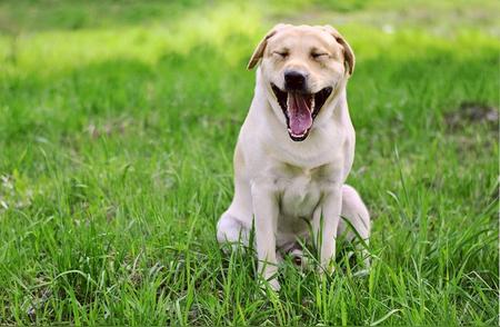 拉布拉多犬行为解读：避免误会与伤害的指南