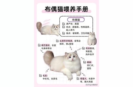 如何科学喂养布偶猫：应对