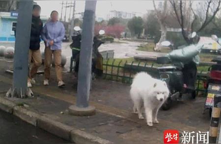 萨摩耶犬的惊喜逃脱：警察发现它是熟悉的四脚朋友