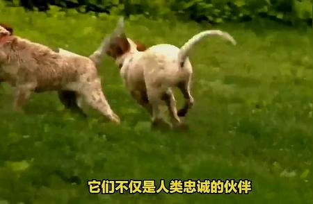 揭秘世界上体型最庞大的犬种：连藏獒也望尘莫及！