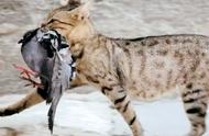 澳大利亚飞鸟危机：野猫每日猎杀百万只，养猫者成难题