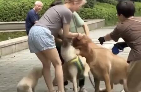 金毛犬被遗弃的背后原因是什么？