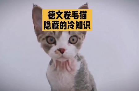 德文卷毛猫：揭秘这些鲜为人知的趣味事实