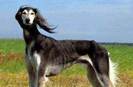 探索中亚猎犬：哈萨克塔兹犬的奥秘