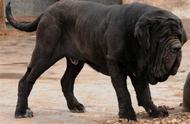 加纳利犬与那不勒斯獒犬：究竟谁才是真正的犬中霸主？