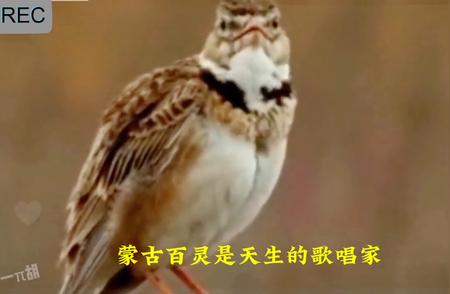 蒙古百灵：鸟界的歌唱天才