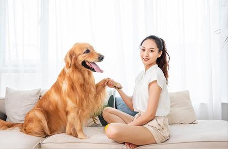 金毛犬：揭秘忠诚暖男的真实面目