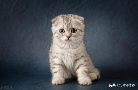 十种罕见猫咪品种一览